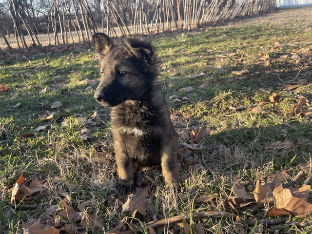 puppy_boot_camp_training