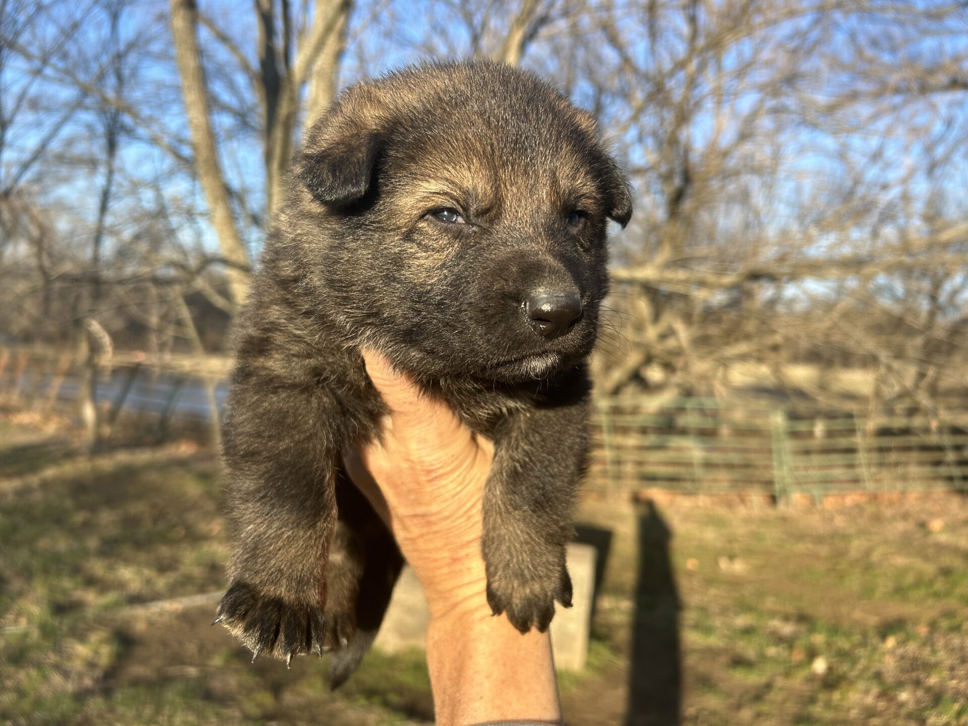 Cathy- Black sable Querro daughter ($3900)