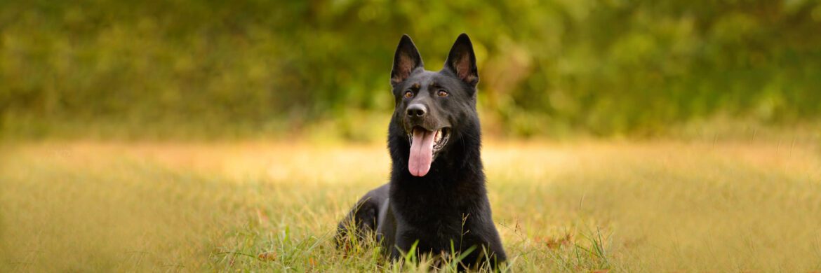 Practical Reasons To Choose A Working Line German Shepherd: The Healthier Option