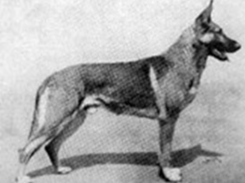 History of the German Shepherd Dog Breed