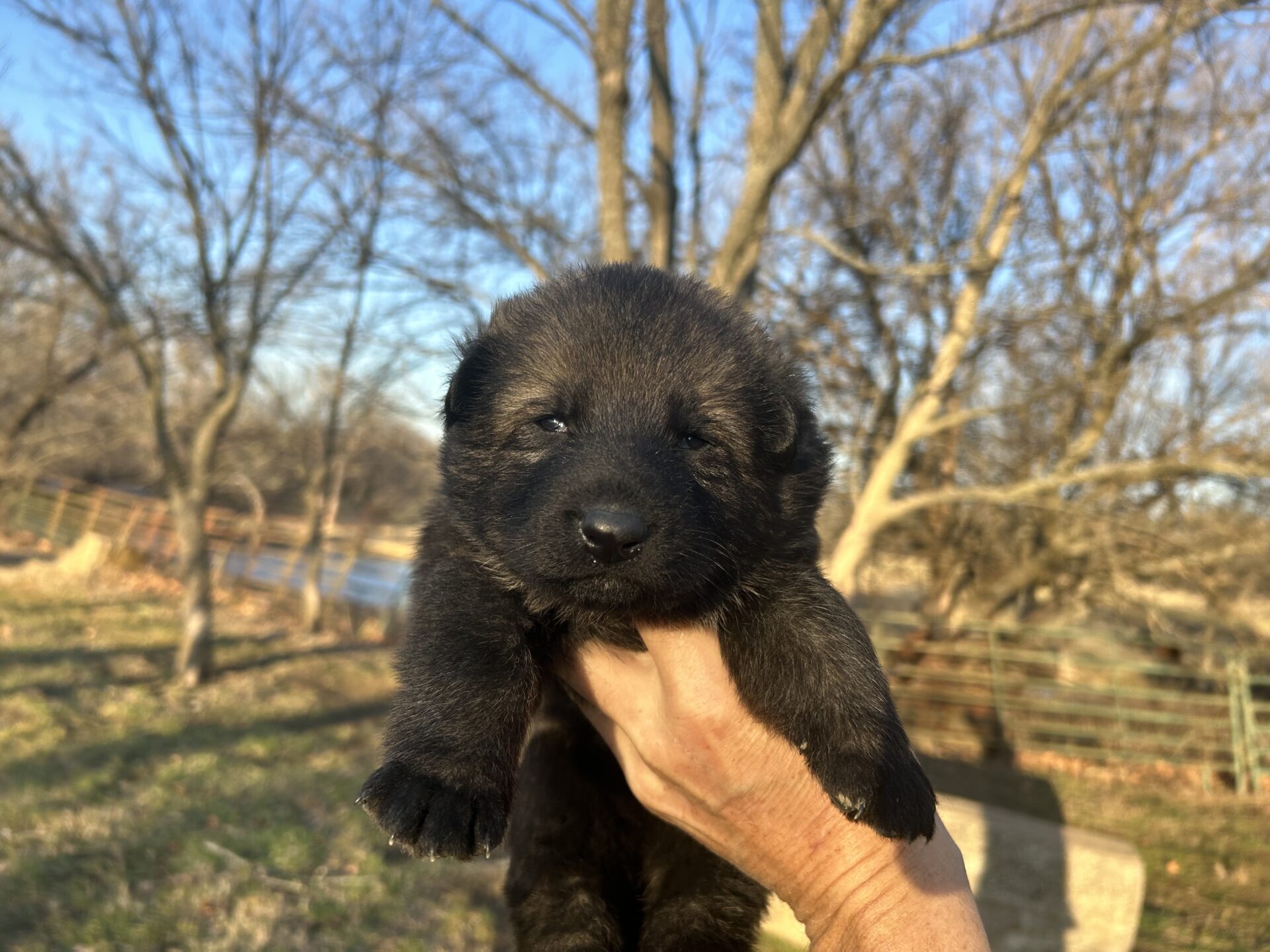 Wolfgang- Black sable Querro male ($3900)
