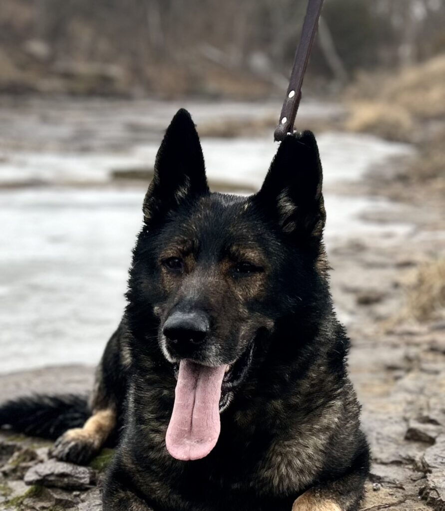 czech_german_shepherds