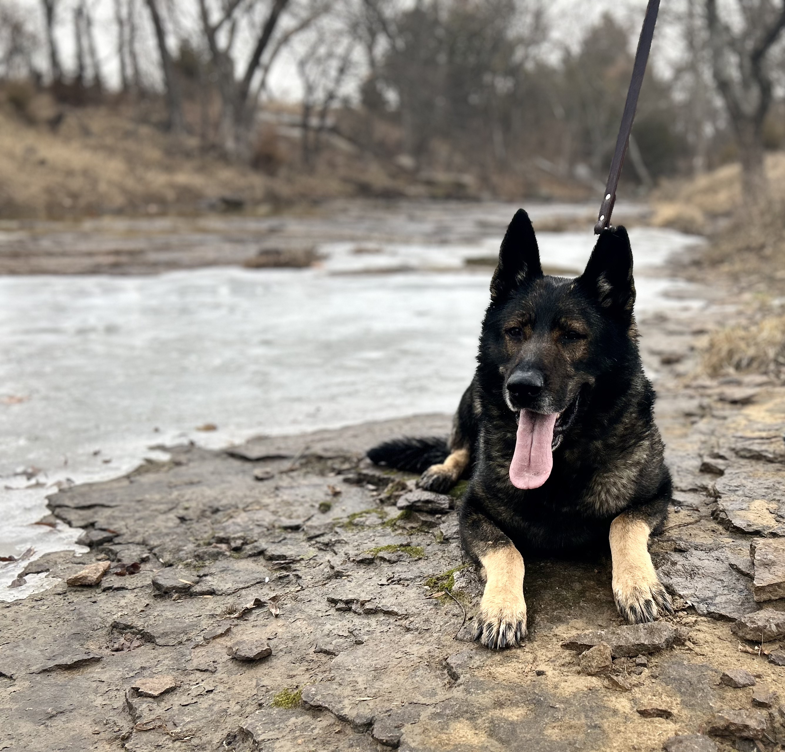 working_line_German_Shepherd