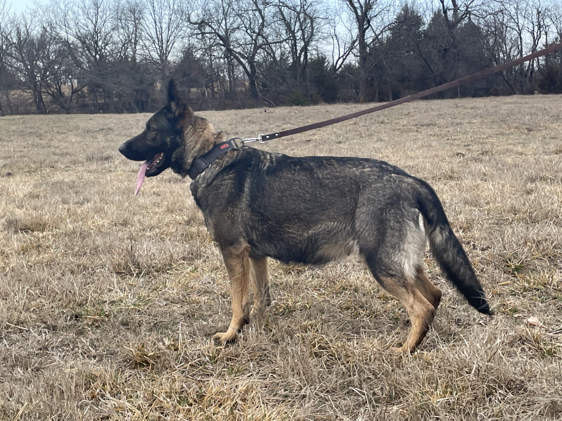 Common Training Mistakes Made by New German Shepherd Owners