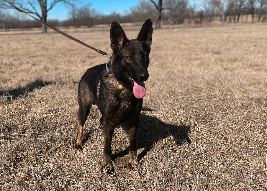 History of Working Line German Shepherds