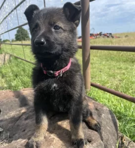 black_sable_German_Sheph_puppy