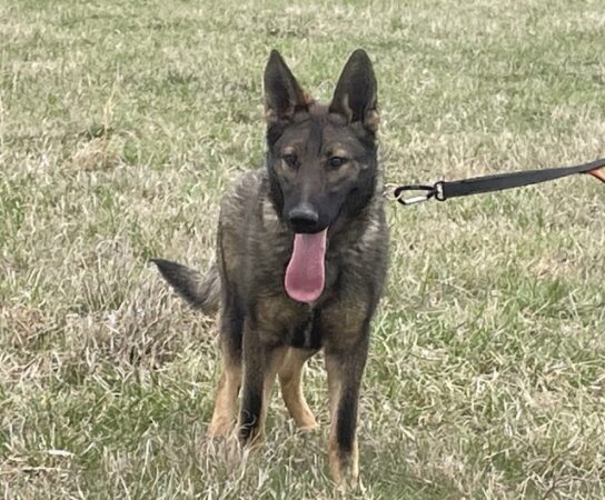 Czech German Shepherd For Protection Work?