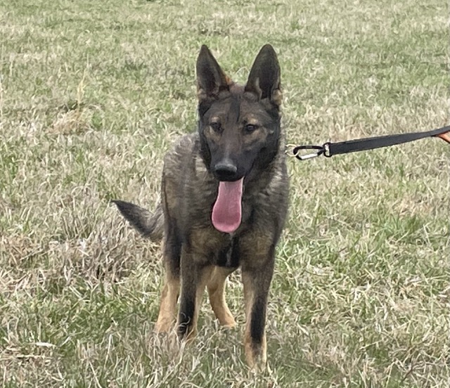 Czech German Shepherd For Protection Work?