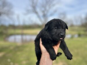 black_German_Shepherd_puppy_for_sale