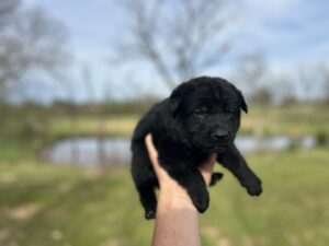 black_German_Shepherd_puppy