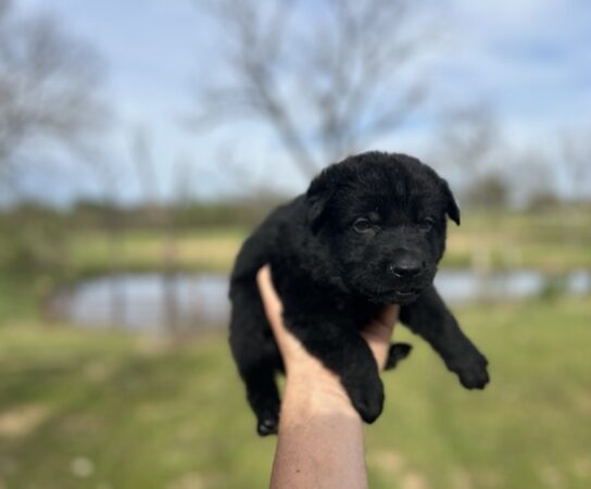 To Buy or Not to Buy a Black German Shepherd Puppy?