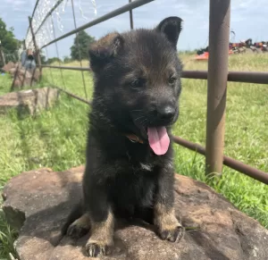 black_sable_german_shepherd_puppy
