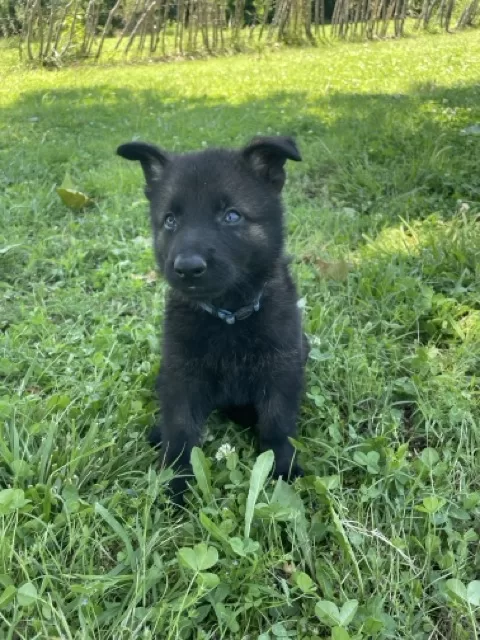 Gunther- sable German Shepherd puppy ($5000)