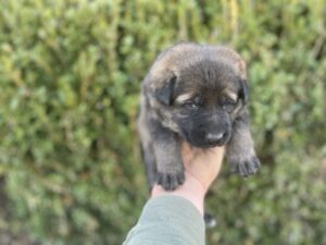 working line_German_Shepherd_puppies_for_sale