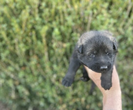 Supercharging German Shepherd Breeding Through Best Breeding Practices