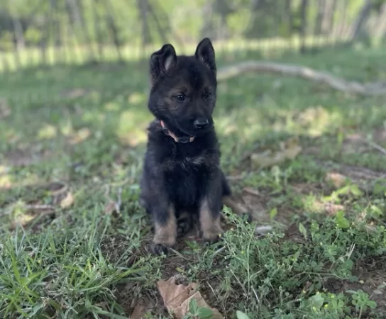 3 Reasons to Choose a Working Line German Shepherd Puppy Versus the Show Lines