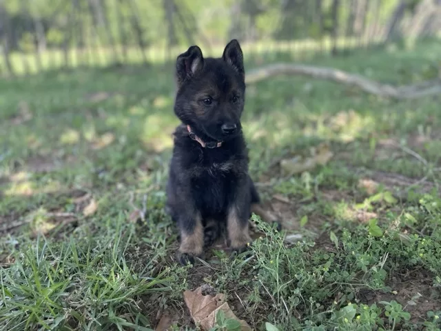 3 Reasons to Choose a Working Line German Shepherd Puppy Versus the Show Lines