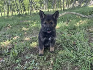 Sable German Shepherd puppy for sale