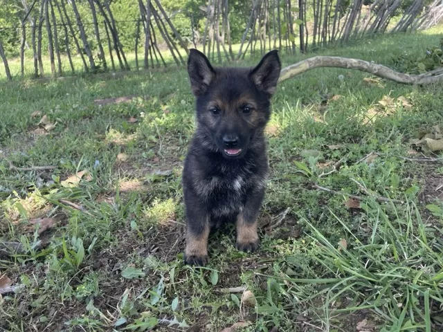 Augusta- Black Sable female German Shepherd puppy ($3950)