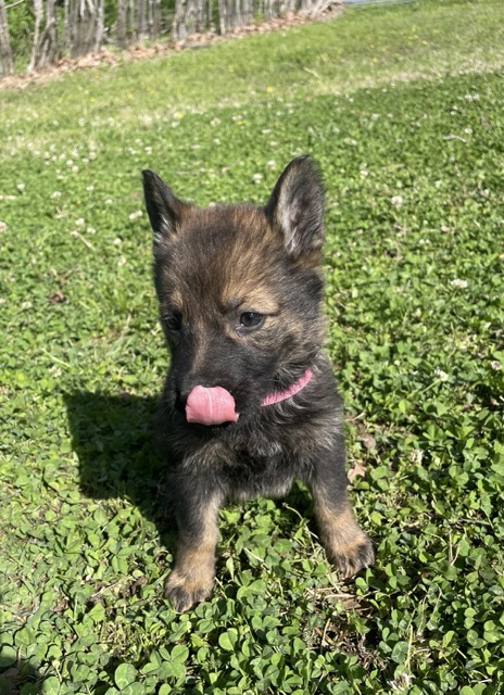 Ariana- black Sable female German Shepherd puppy ($6500)