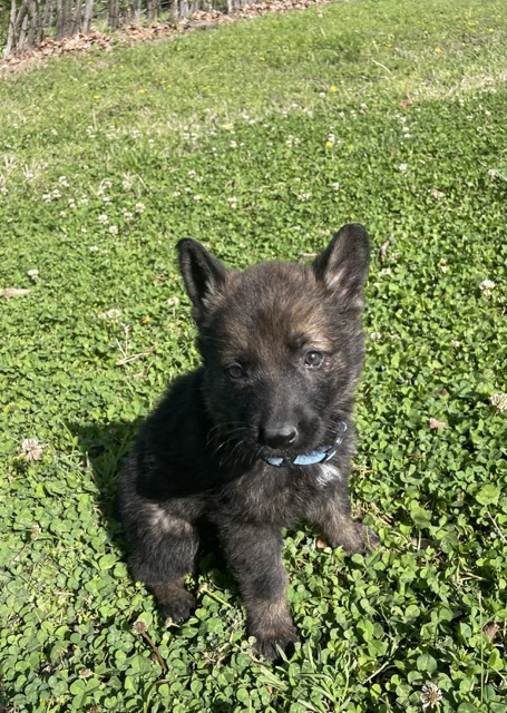 Augusta- Black Sable female German Shepherd puppy ($6000)