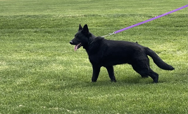 black_working_line_German_Shepherd