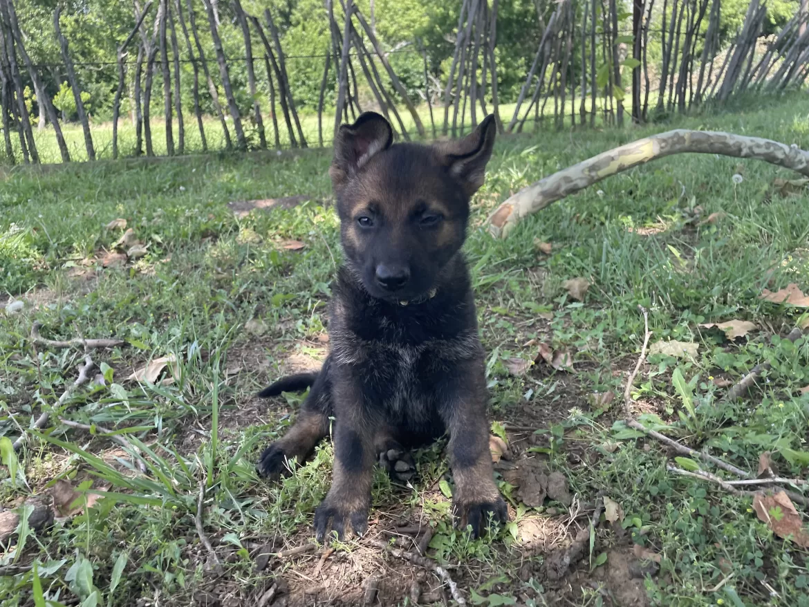 Ariana- black Sable female German Shepherd puppy ($3950)