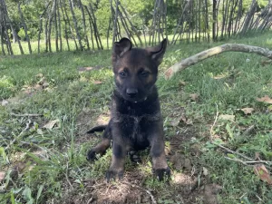 black_sable_German_Shepherd_puppy