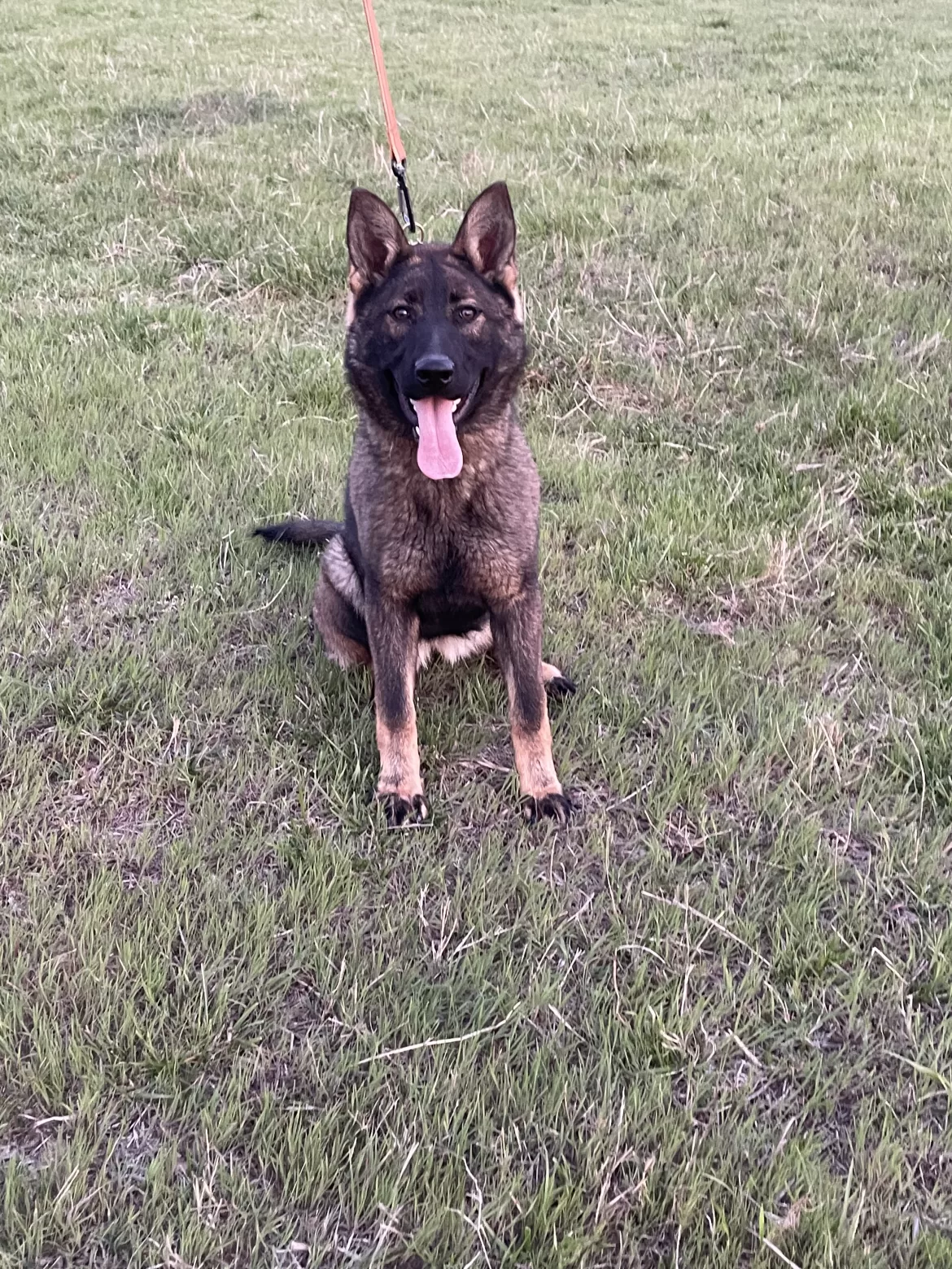 Czech German Shepherds for Protection Work
