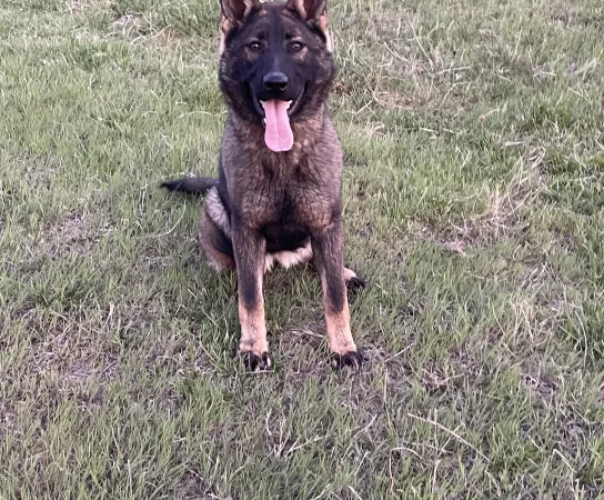 Czech German Shepherds for Protection Work