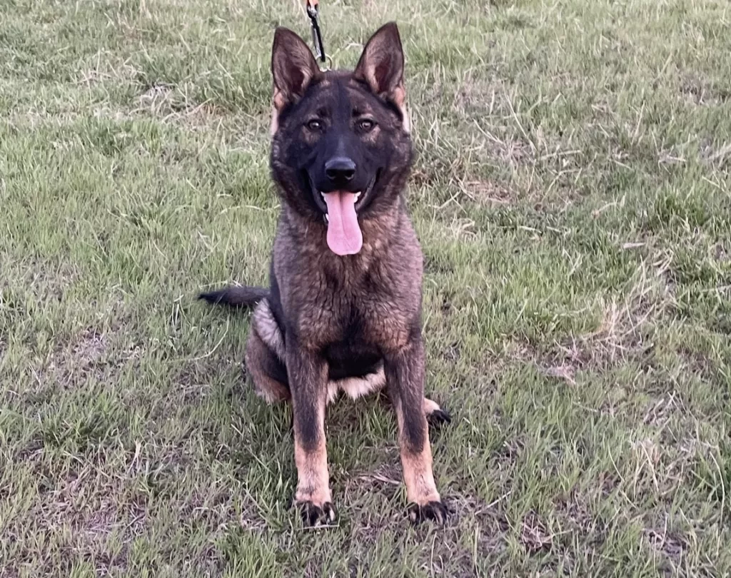 czech_german_shepherds