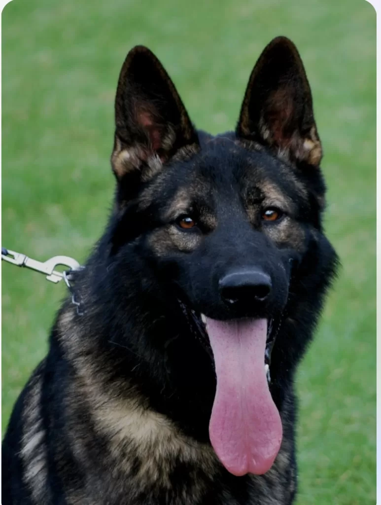 black_sable_German_Shepherd