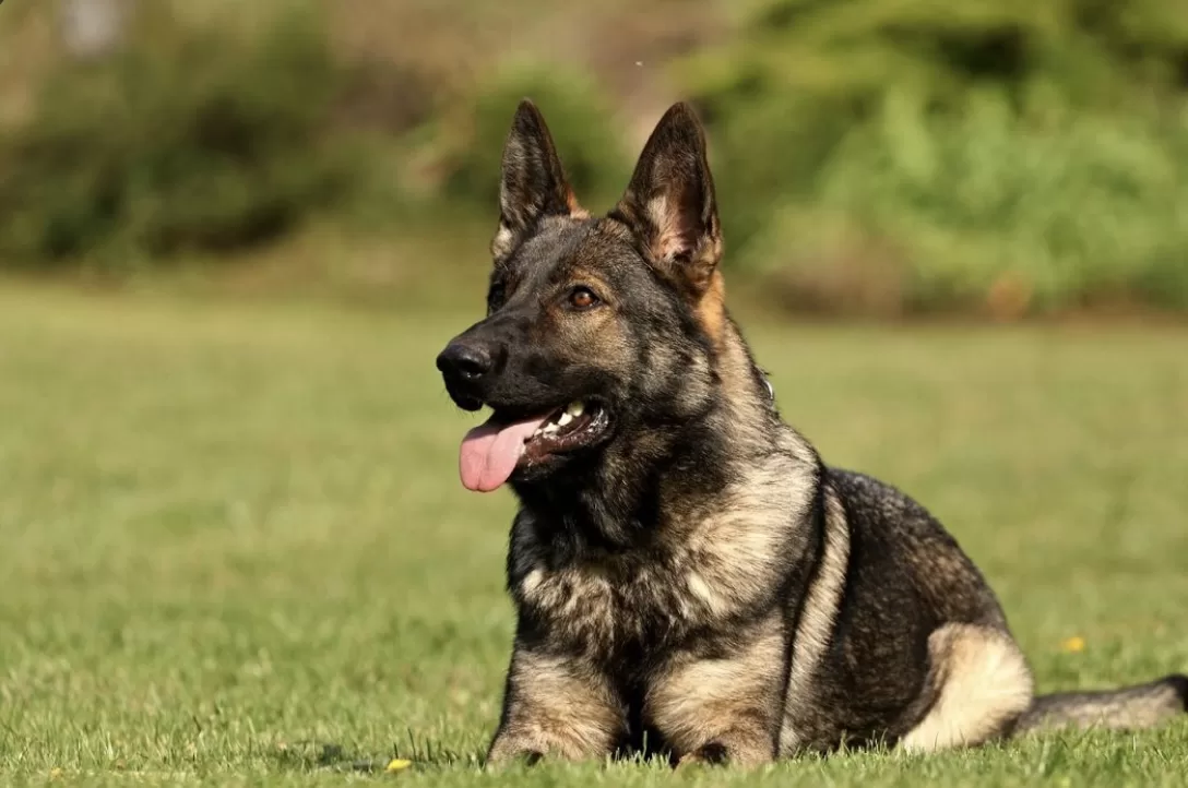 Exploring the Raw Food Diet for German Shepherd Dogs: Pros and Cons