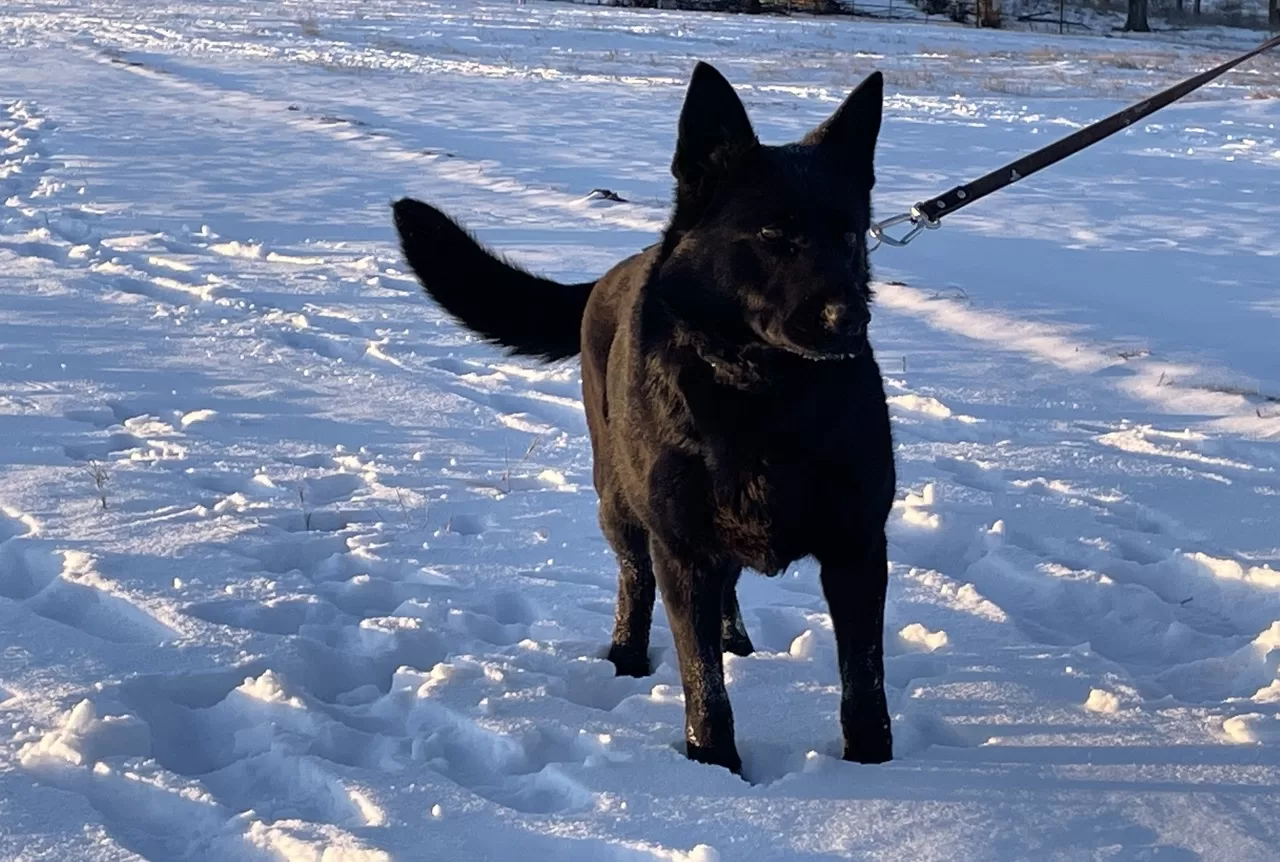 black_german_shepherd_puppies_for_sale