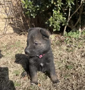 black_sable_German_Shepherd_for_sale