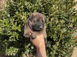 sable_german_shepherd_puppy_for_sale