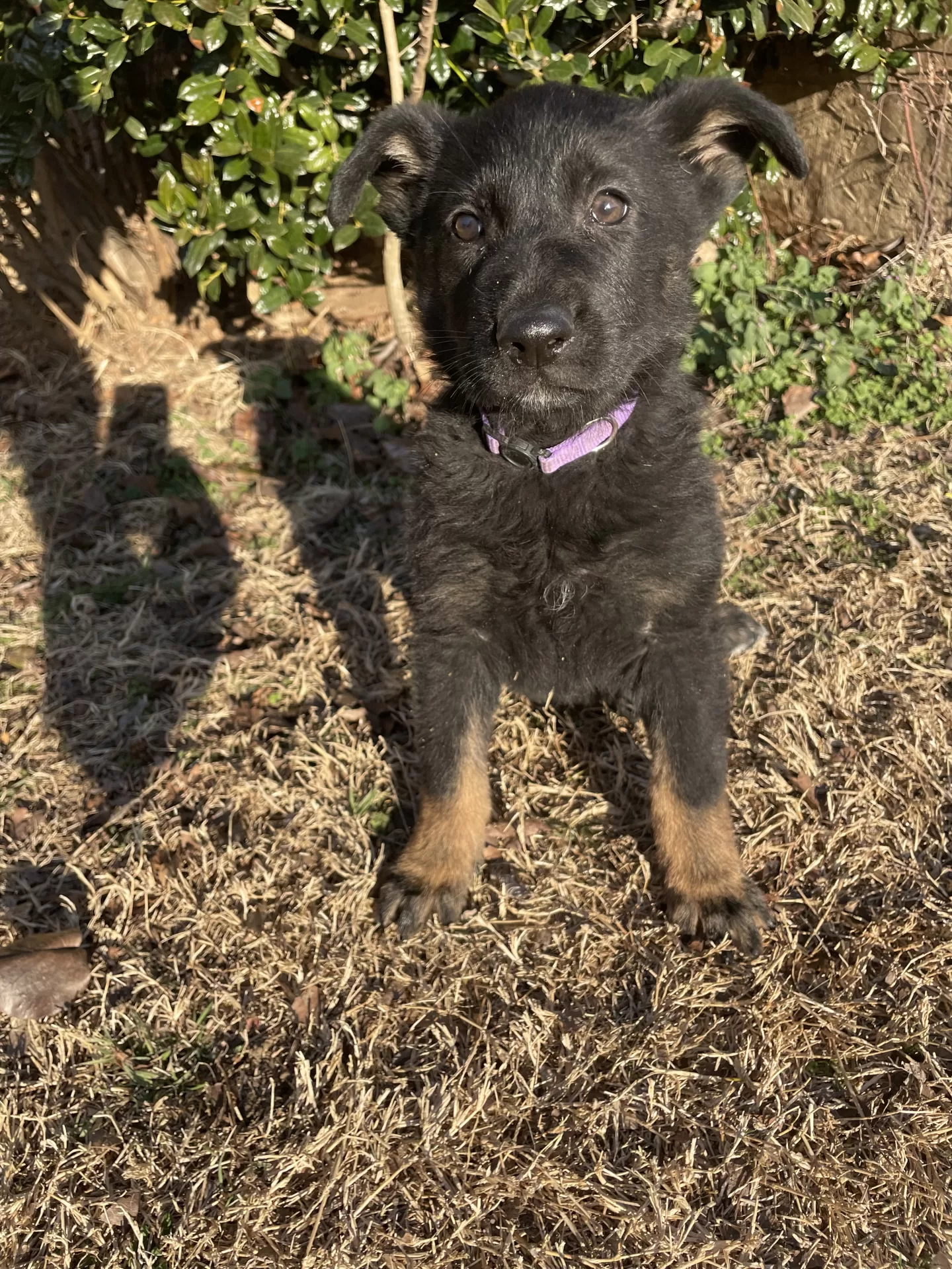 black_german_shepherd_puppy_for_sale