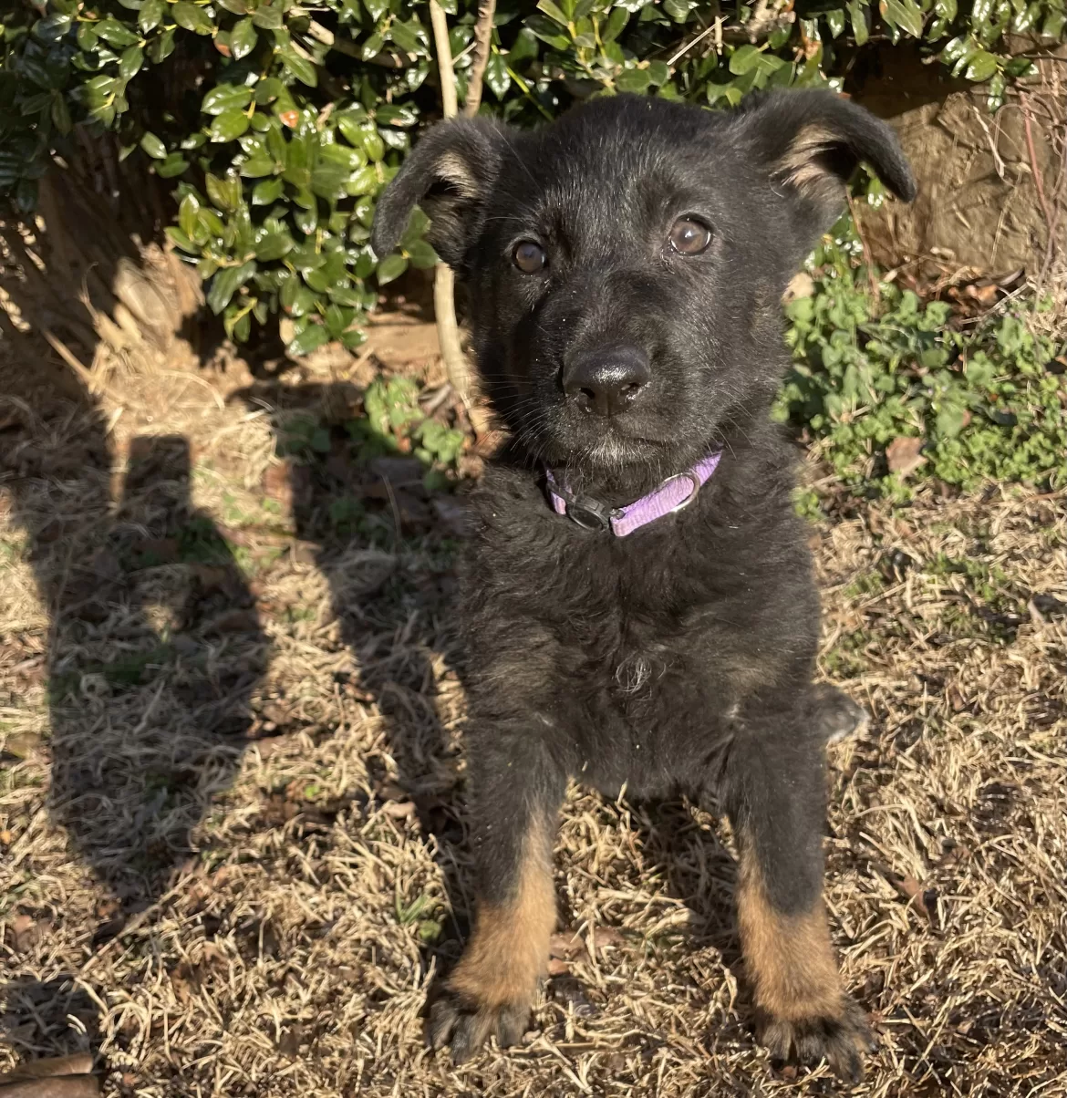 Freida- black (bi-color) female German Shepherd puppy ($3800)