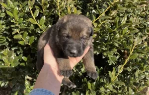 sable_german_shepherd_puppy_for_sale