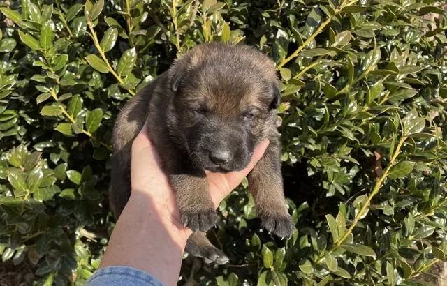 Viktor- sable German Shepherd puppy ($4500)