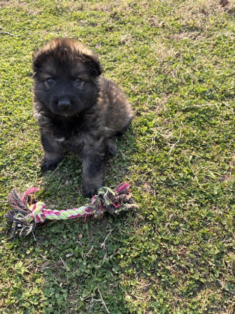 Anna- black sable female German Shepherd puppy ($5500)