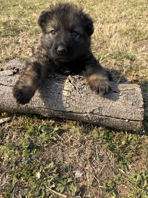 sable_german_shepherd_puppy_for_sale