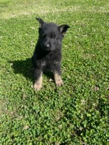 gorgeous_german_shepherd_puppy_for_sale