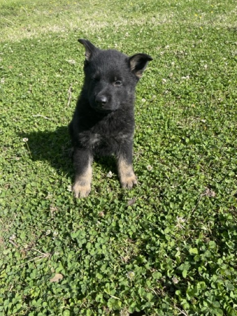 Brunna- bicolor female German Shepherd puppy ($4500)