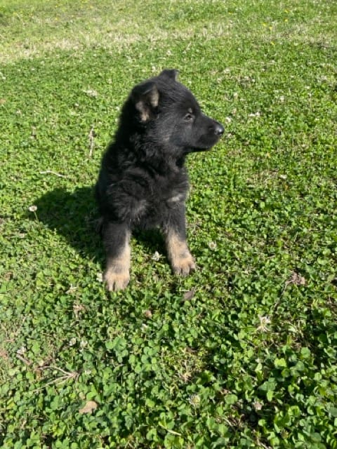 beautiful_german_shepherd_puppy_for_sale
