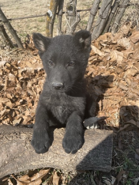 Frosty- black male German Shepherd puppy ($3900)