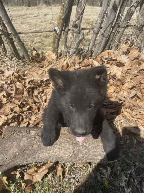 black_german_shepherd_puppy_for_sale