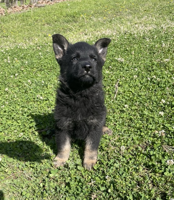 Hercules Jr- bicolor male German Shepherd puppy ($4500)