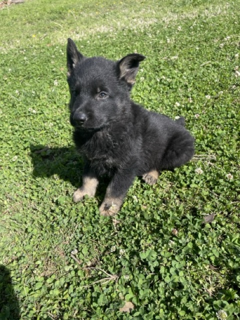 bi_color_german_shepherd_puppy
