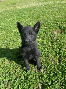 black_german_shepherd_puppy_available_now